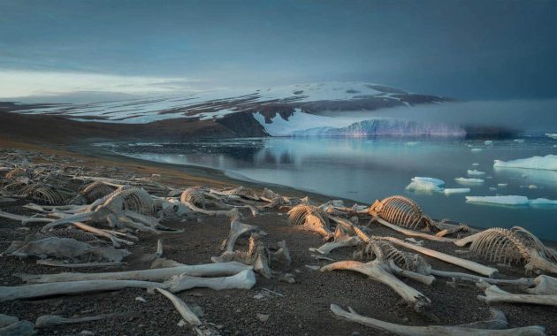 A mysterious “graveyard” of prehistoric whales emerges as a glacier melts in Russia