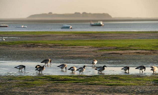 Île de Ré: the strange bird symbolising migration in France is quietly vanishing
