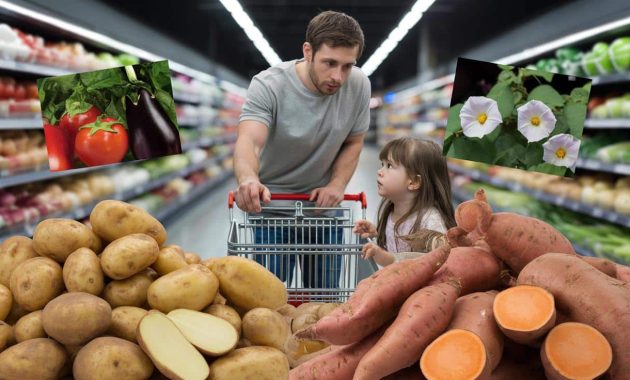 Many people don’t realize it, but sweet potatoes and regular potatoes are not closely related at all, and science explains why