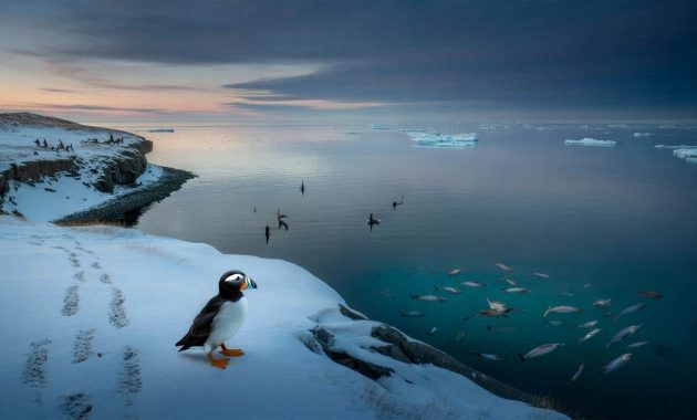 Meteorologists warn February Arctic instability could ripple through marine and terrestrial animal food chains