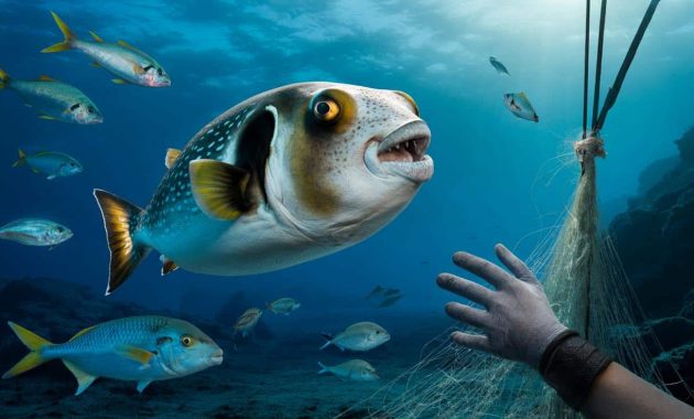 This invasive and deadly fish species in the Mediterranean is deeply worrying experts