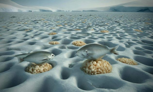 Unexpected discovery: thousands of nests spotted beneath Antarctic ice