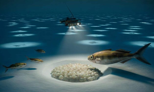 Unexpected find: thousands of fish nests hidden under Antarctic ice
