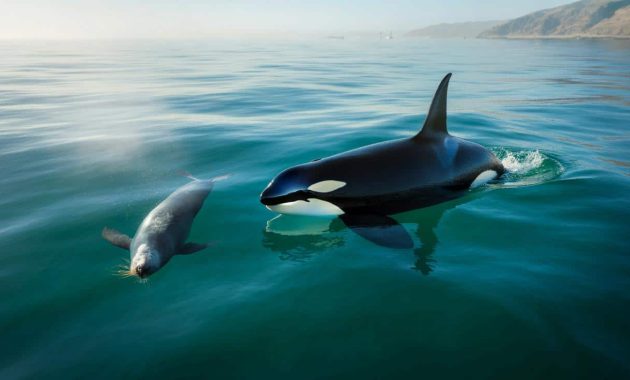 [VIDEO] Here are the stunning images of an orca hunting a seal off the coast of California